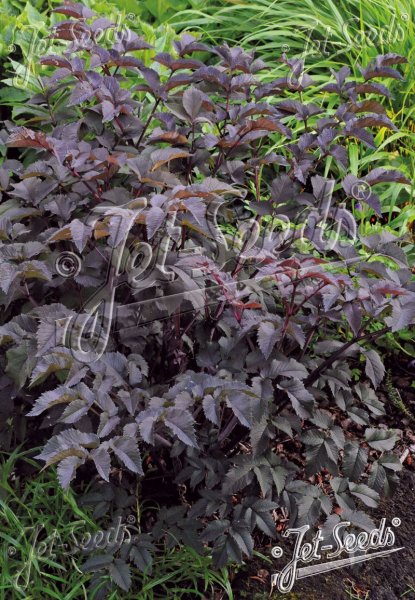 Angelica sylvestris ‘Ebony’